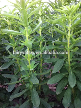 Organic Stevia seeds