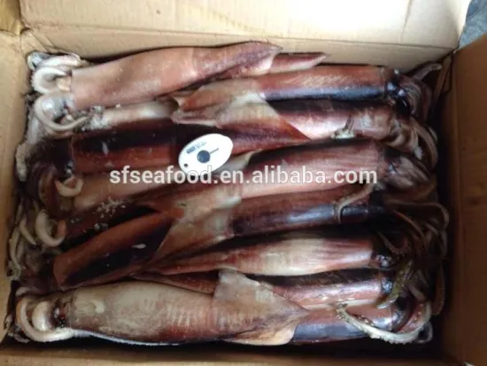 New arrived Japanese squid squids