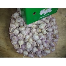 Export Crop 2020 Normaler weißer Knoblauch