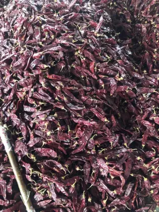 Dry Hong Long 23 Paprika Pods