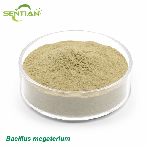Bacillus megaterium Phosphate Solubilizing Fertilizer