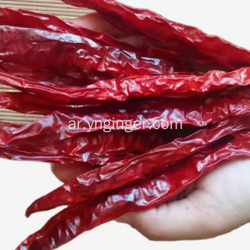 الفلفل الحار المجفف عالي الجودة للتصدير