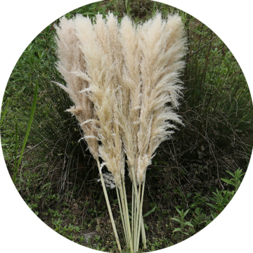 Boho Home Wedding Decor: Large Pampas Grass Stems