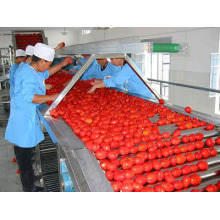 معجون الطماطم (كاتشب)
