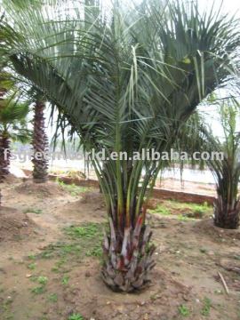 butia capitata in nursery field