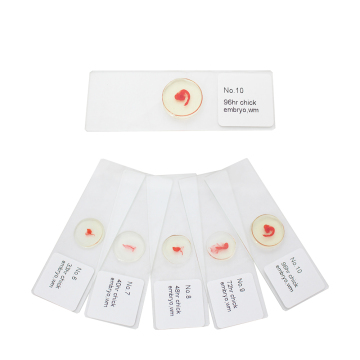 Chick Embryo Microscope Slides - 18 Piece Biological Teaching and Learning Specimens