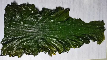 Seaweed Food Kelp First Cut Board