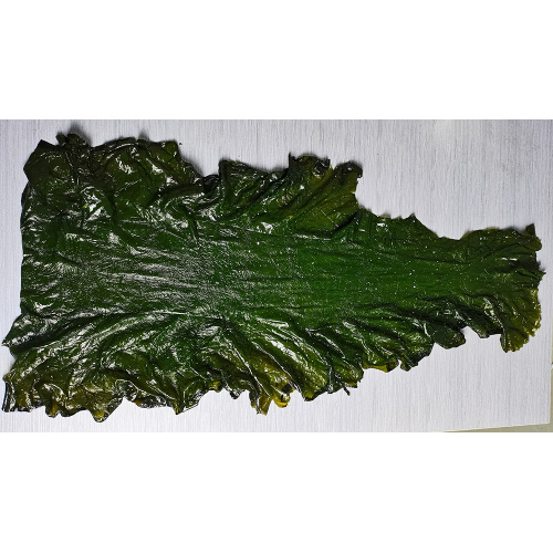 Planche de première coupe de varech alimentaire aux algues
