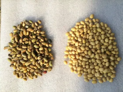 Low Price High Quality Bean Color Sorting Machine for Lima Beans