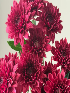 Red Dante Spray Chrysanthemum