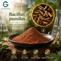 Bacillus Pumilus Bacterias Beneficiosas Ingrediente Microbiano