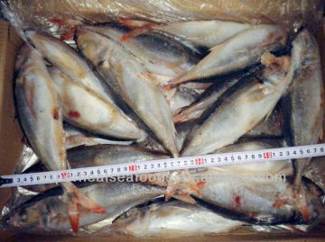 Decapterus kurroides/Horse mackerel