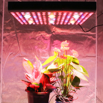 2021 COB LED Grow Light Terbaik 3000w