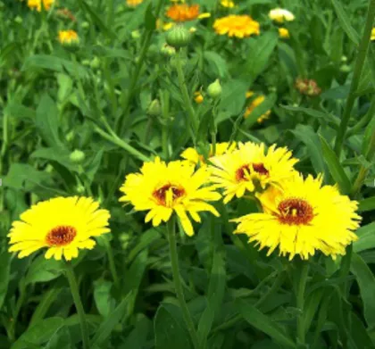 Beautiful flower seeds calendula officinalis seeds