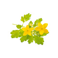 Herbal Medicine Celandine Extract 4:1 powder Factory