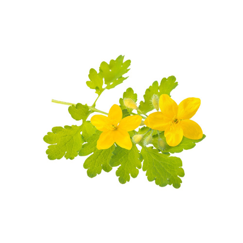 10:1 Celandine Extract Celandine Extract 10:1 Chelidonine Factory