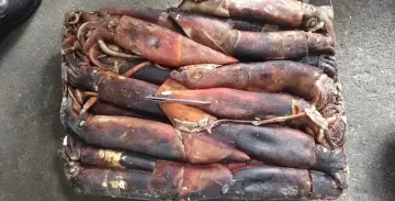 Frozen Squid Dosidicus Gigas Whole Round 300-500g