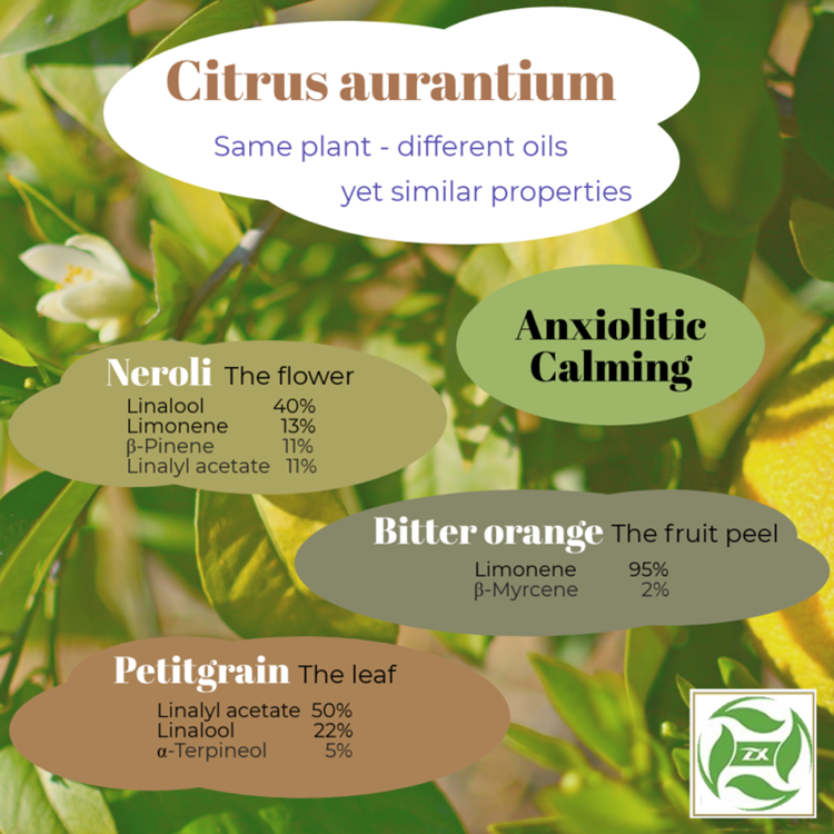 Bitter orange peel essential oil wholesale