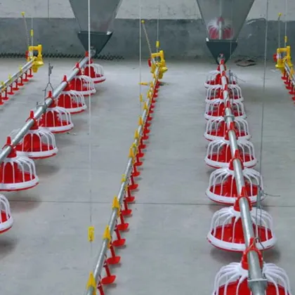 Modern Automated Broiler Chicken and Duck Farm Equipment: Complete Poultry Raising Systems