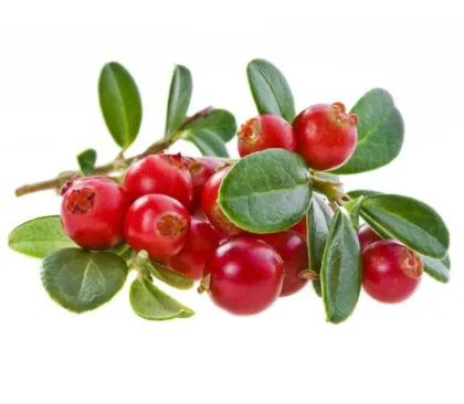 Cranberry extract factory supply