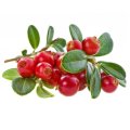 Cranberry extract factory supply