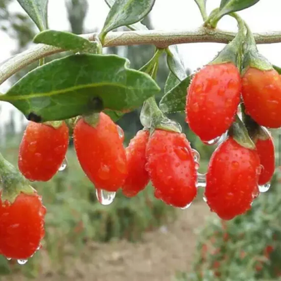 550Grains Goji Gourmet Dried Goji Berry