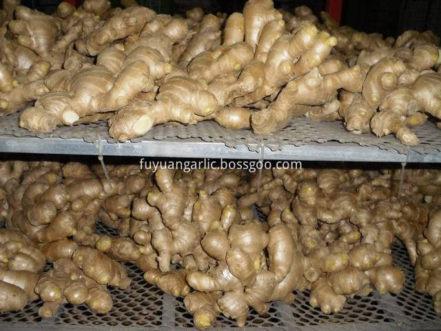 air dried ginger 