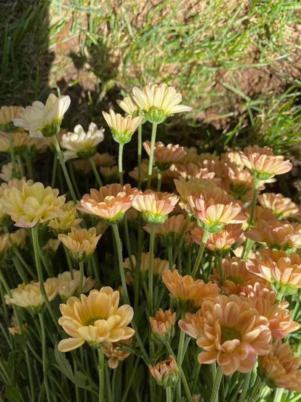 Champagne Spray Chrysanthemum4