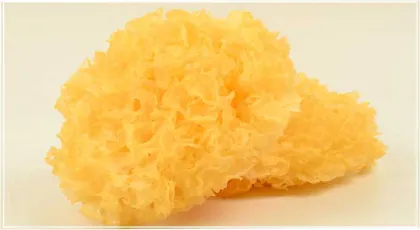 High Quality Dried white fungus tremella