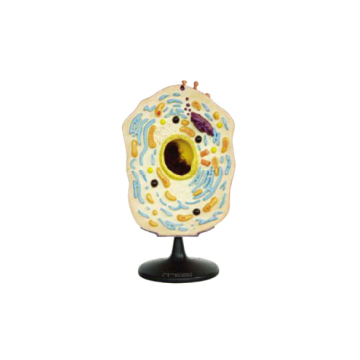 Model of Animal Cell: Understanding Cellular Structure and Function