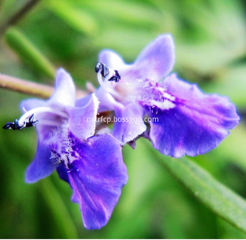 vitex flower 3