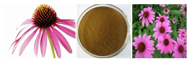 Echinacea Powder