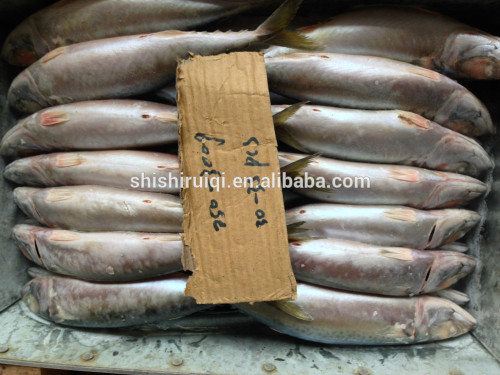 Froen Pacific Mackerel price