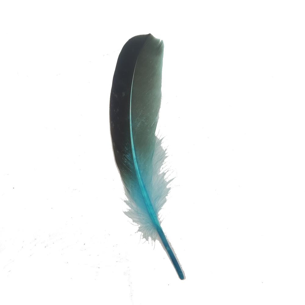 Blue Feather