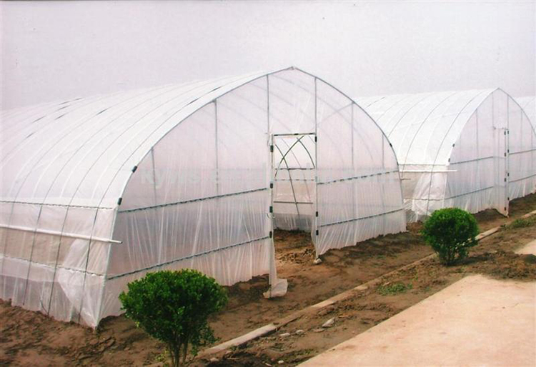 Agricultural PE Film Single Span Greenhouse China Manufacturer