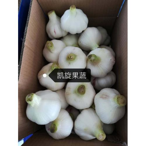 2020 Shandong Knoblauch