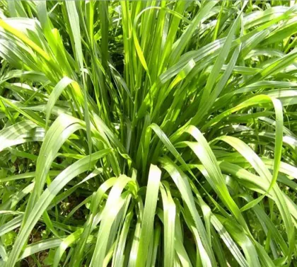 Ryegrass seeds forage seeds