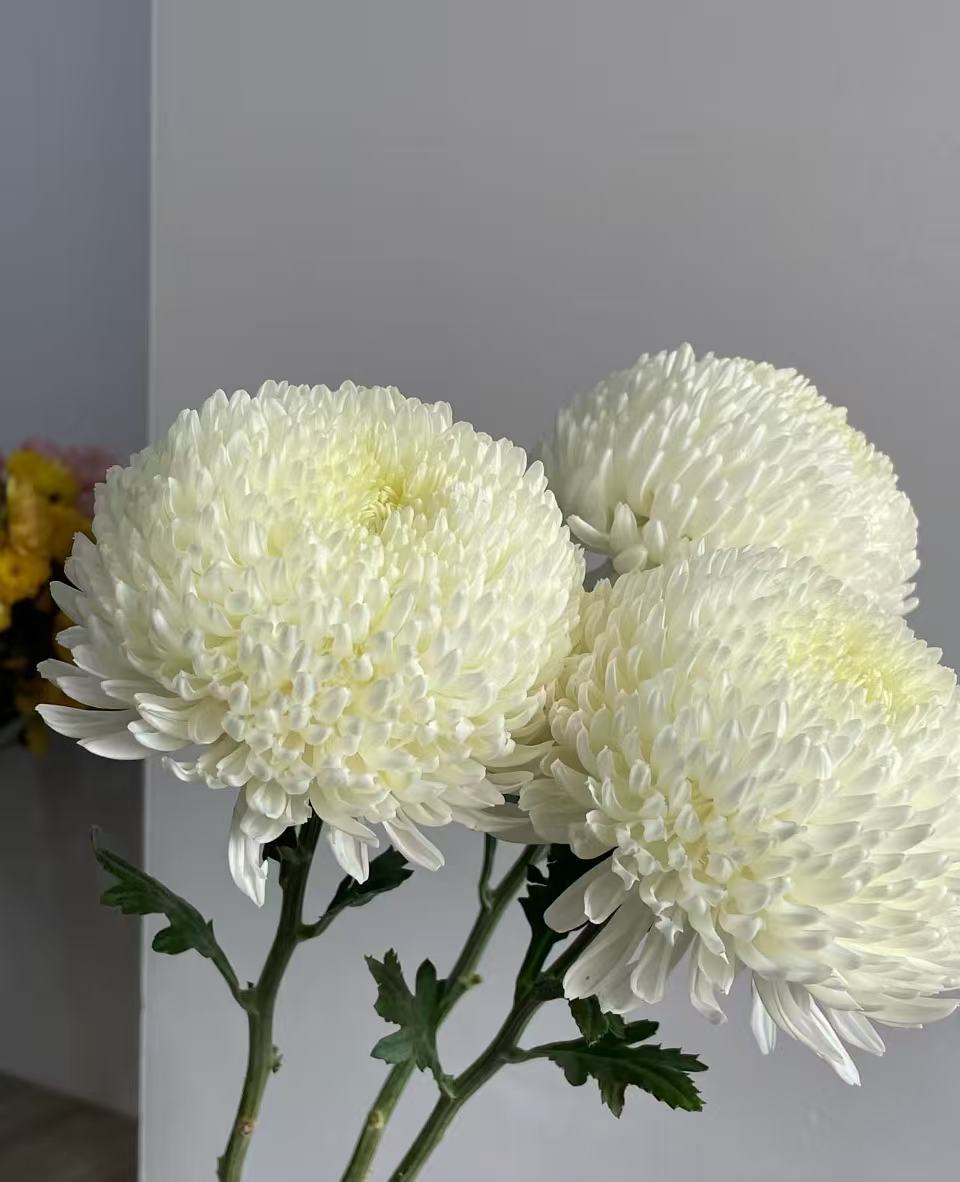 Standard Peony chrysanthemum
