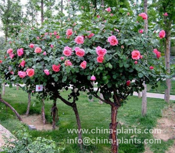 Bulk Buy China Wholesale Zhongchuan Fresh Rockii Tree Peony Seeds On Sales  from Gansu Zhongchuan Peony Nursery Co. Ltd