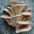 Hochwertiges weiß getrocknetes Pleurotus ostreatus Extraktpulver