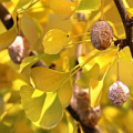 Ginkgo biloba Fruit Extrait de poudre de fruits blancs