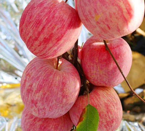 South mountain apple fruit