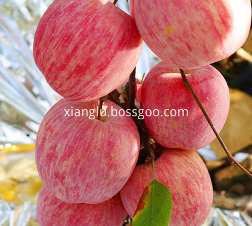 South mountain apple fruit