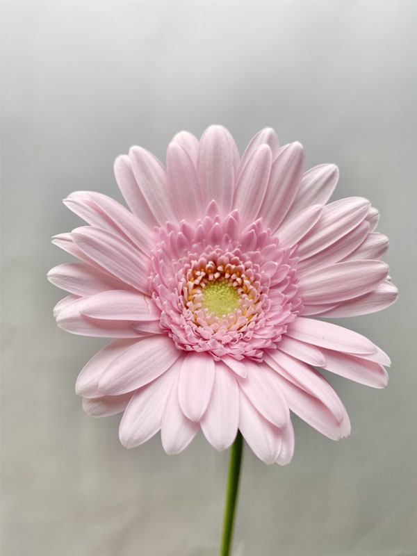 Gerbera Warsaw