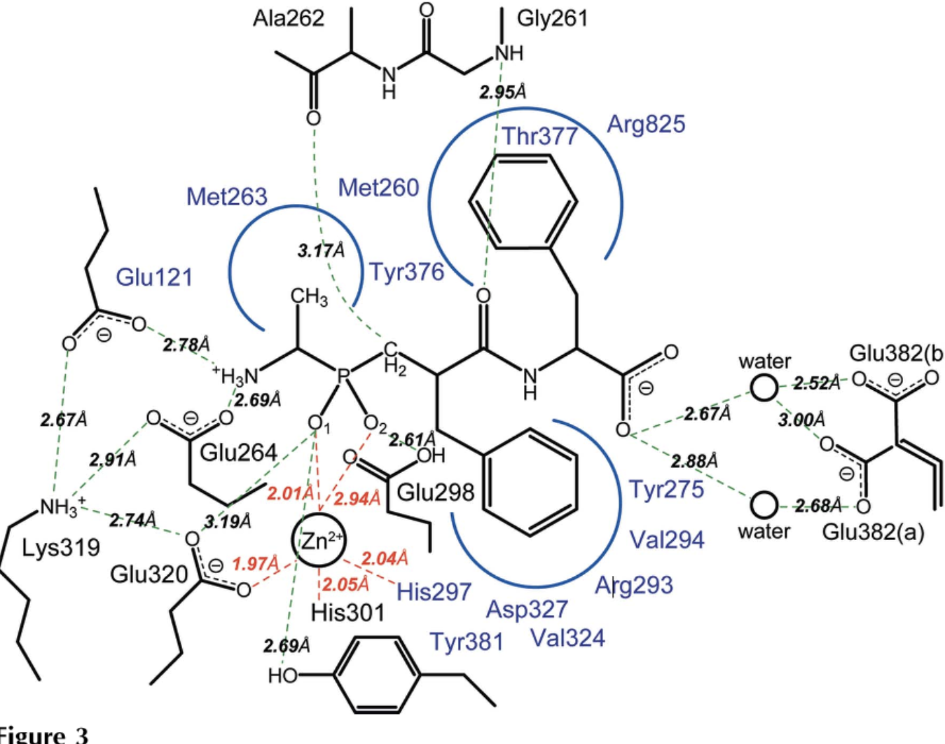 Aminopeptidase for Protein Hydrolysis