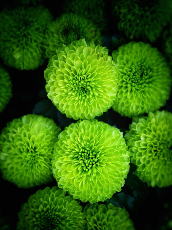 Ping pong chrysanthemum Green6