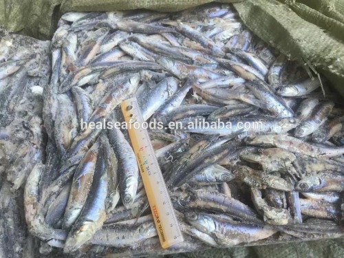 Chinese Frozen Anchovy Price