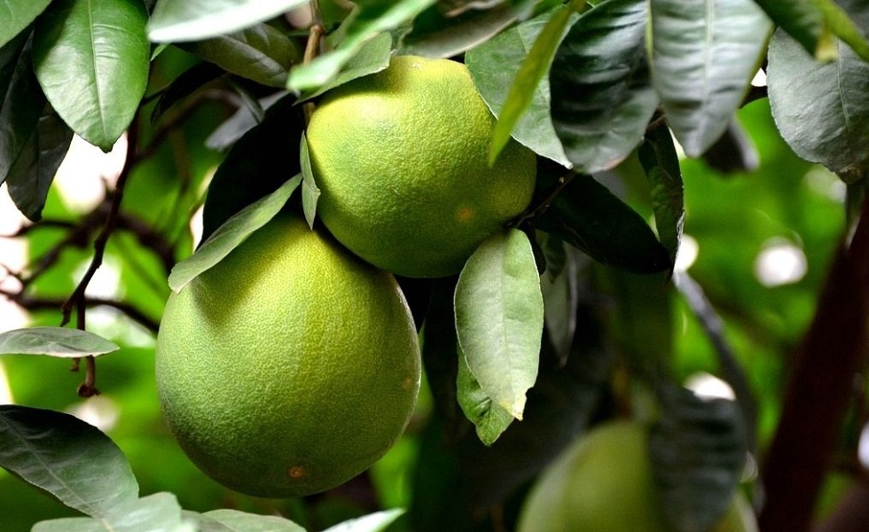 Pomelo 1