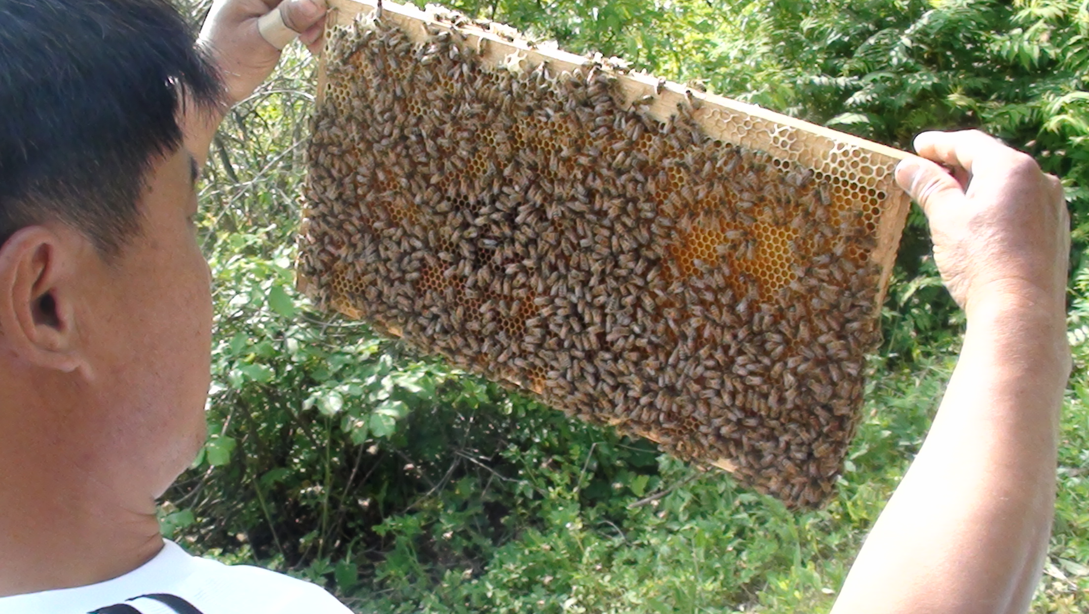 Comb Honey 