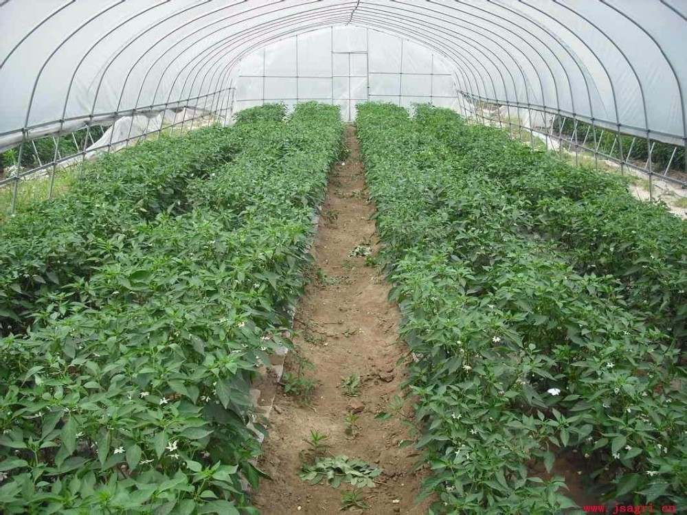 commercial greenhouse